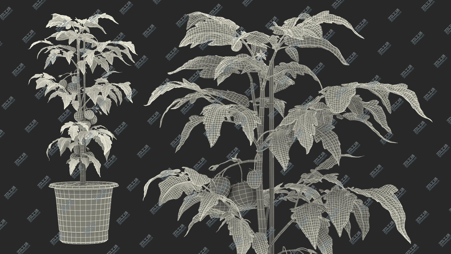 images/goods_img/202105072/3D model Red Tomato Plant Grown Pot/4.jpg